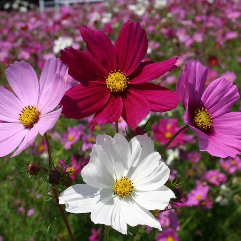 cosmos flower seeds uk Cosmos Flower Seeds